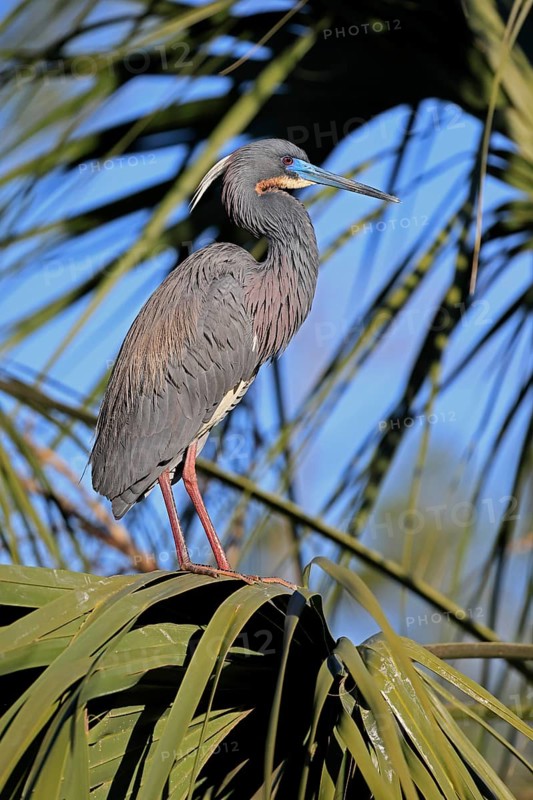 Great Blue Heron (Egretta caerulea), adult, on tree, alert, St. Augustine, Florida, USA