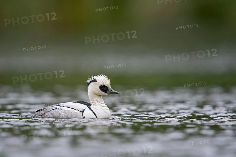 Smew (Mergellus albellus) male, North Rhine-Westphalia, Germany