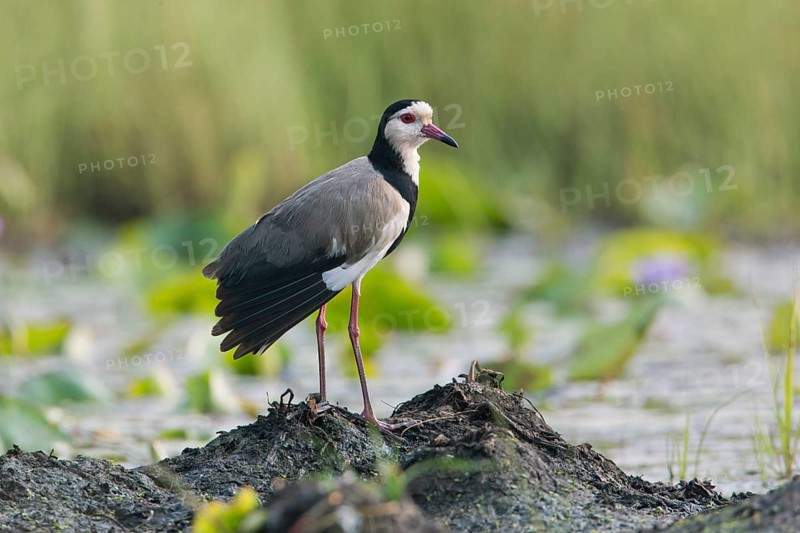 Long-toed Lapwing (Vanellus crassirostris), Uganda