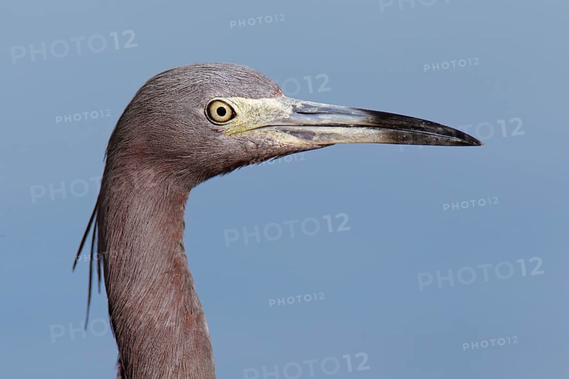 Little Blue Heron (Egretta caerulea), Florida, USA