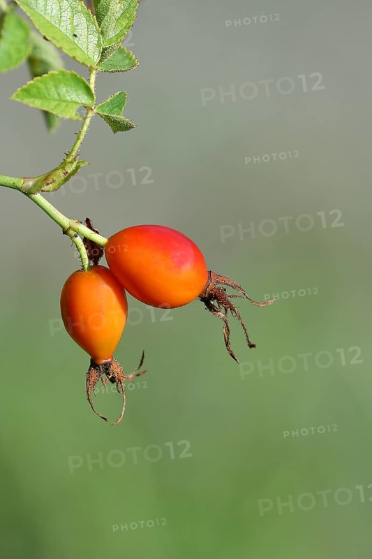 Ripe rosehip fruit of the dog rose (Rosa canina) on a branch, close-up, Wilnsdorf, North Rhine-Westphalia, Germany