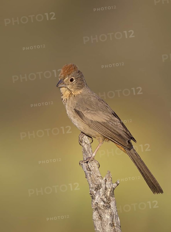 USA, Arizona, March