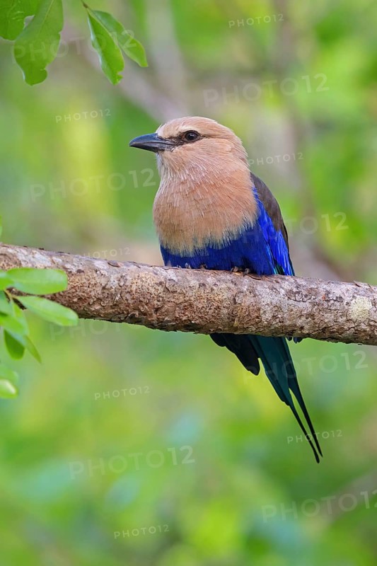 Blue-bellied roller (Coracias cyanogaster), Roller family, Marakissa Area, Marakissa, South Bank, Gambia