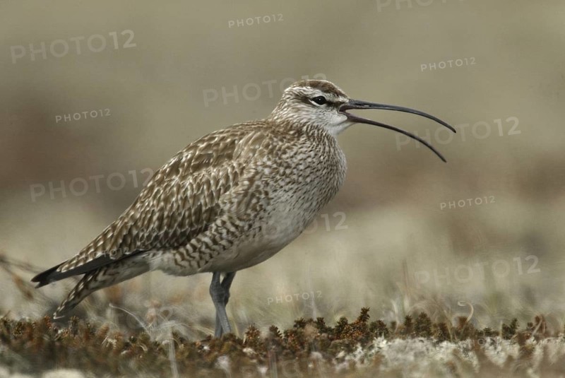 Whimbrel (Numenius phaeopus), Manitoba, Canada