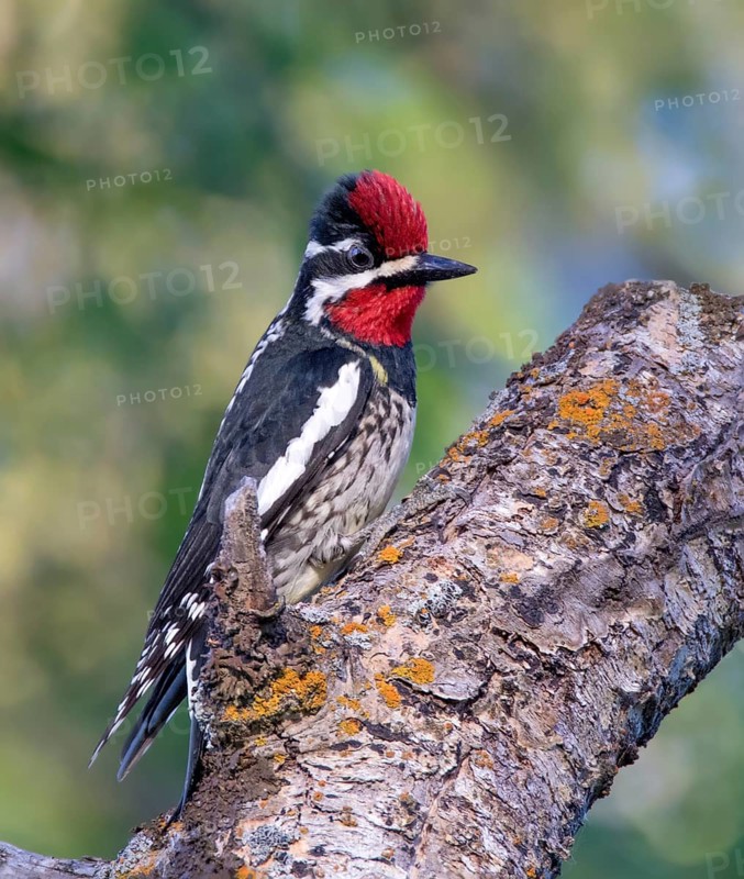 Red-naped Sapsucker - Sphyrapicus nuchalis, perched on a branch in Cypress Hiills Inter- Provincial Park, Saskatchewan, Canada