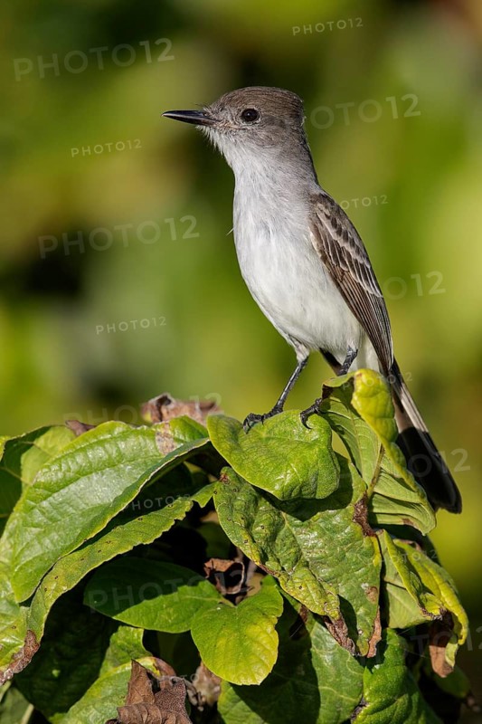 La Sagra's flycatcher (Myiarchus sagrae) perched on a branch in Cuba