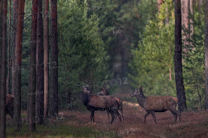 Suddenly the red deer herd (Cervus elaphus) returns, some animals stop and look into the opposite part of the forest, I am sure that they have encountered the large wolf pack (Canis lupus) again shortly in front of, wolf contact, shedding time, antler loss, March, Germany
