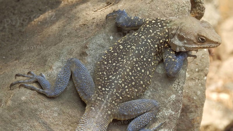 Close-up of a settler agama (Agama agama) lying on a rock, trekking on the Annapurna Circuit, Manang, Nepal