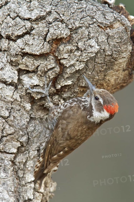 Arizona Woodpecker (Picoides arizonae) perched on a branch in southern Arizona, USA