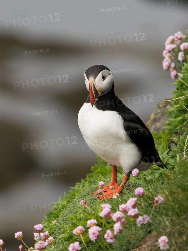 Atlantic Puffin (Fratercula arctica), Látrabjarg, Iceland