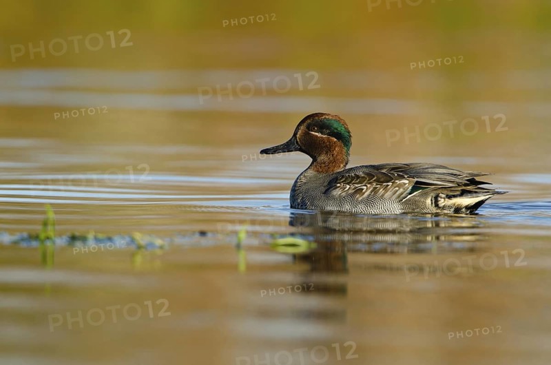 Eurasian Teal (Anas crecca) male, Schleswig-Holstein, Germany