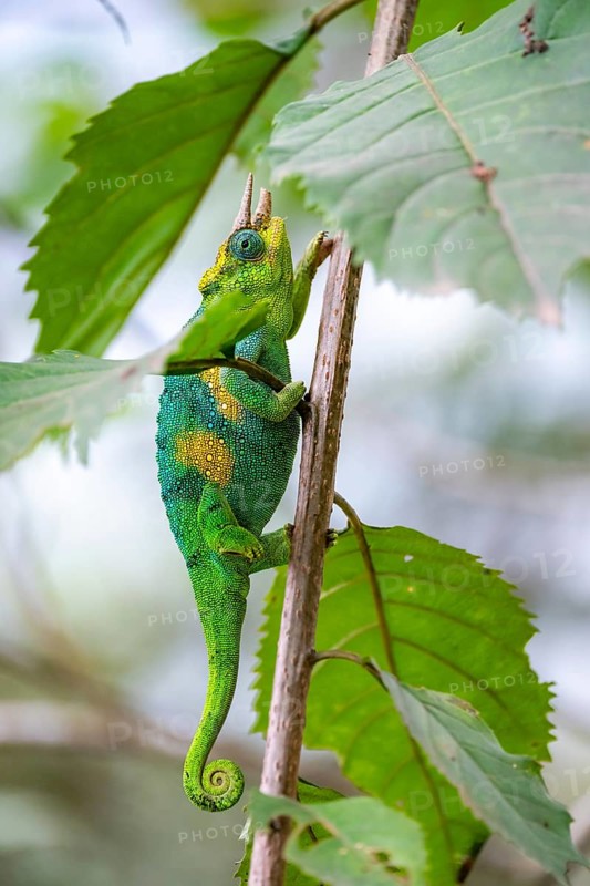 Three-horned chameleon (Trioceros jacksonii), male, between leaves on a branch, Bwindi Impenetrable Forest National Park, Uganda
