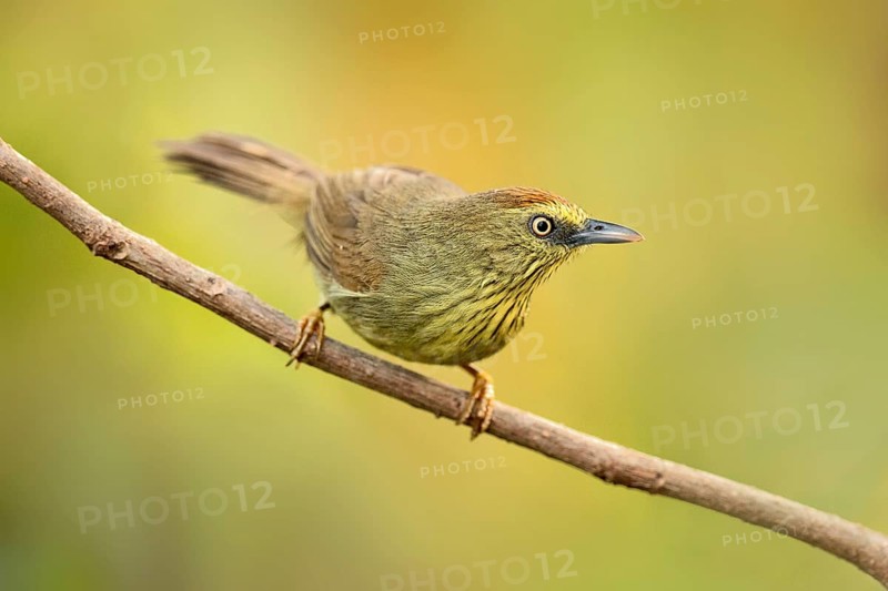 Pin-striped Tit-Babbler (Macronus gularis) perched on a branch, Phnom Penh, Cambodia