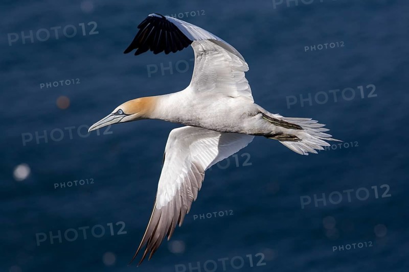Northern Gannet (Morus bassanus), flying, East Yorkshire, United Kingdom