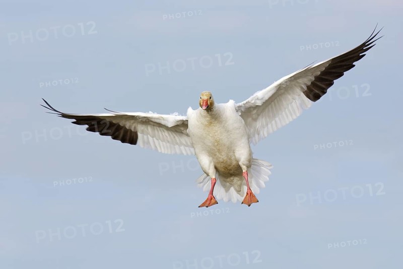 Snow Goose (Anser caerulescens) flying, British Columbia, Canada