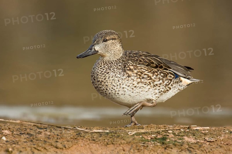 Green-winged Teal (Anas carolinensis) female, Arizona, USA
