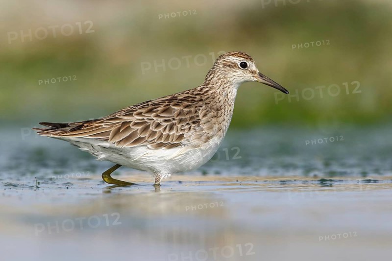 Sharp-tailed Sandpiper (Calidris acuminata) foraging, Victoria, Australia