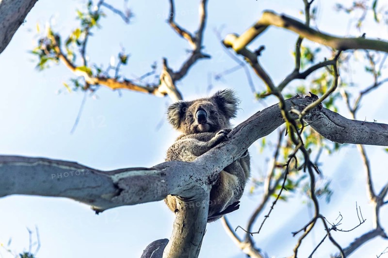 A koala is comfortably perched in a tree, surrounded by sunlight and branches in Victoria, Australia. The scene captures the serene coexistence of wildlife and nature in its habitat
