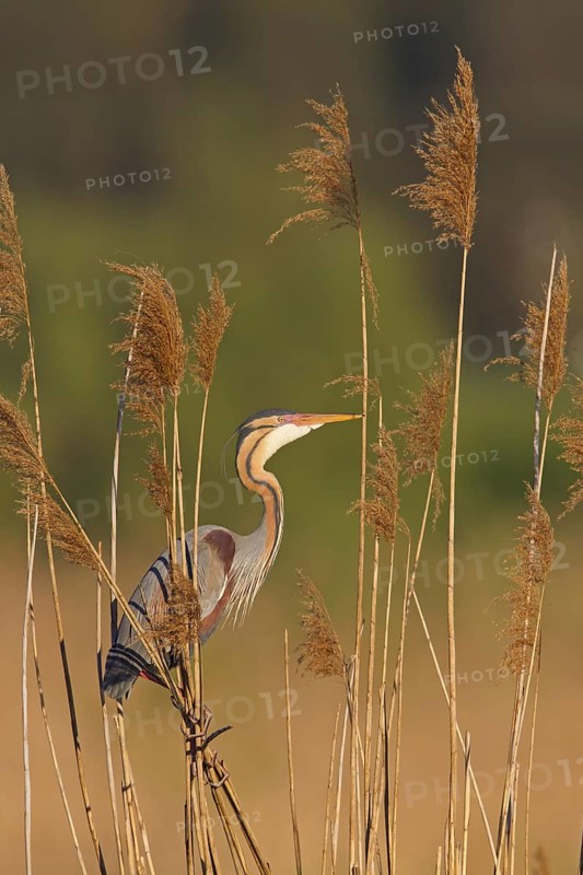 Purple Heron (Ardea purpurea), Baden-Wuerttemberg, Germany