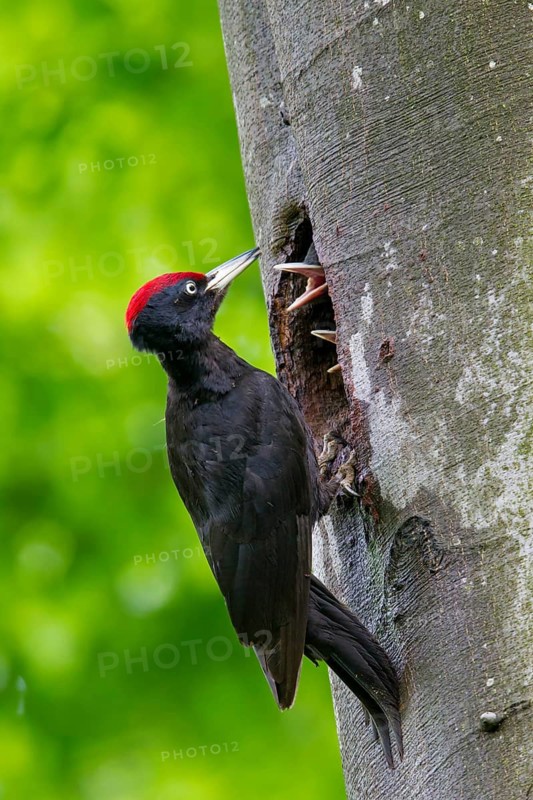 Black woodpecker, (Dryocopus martius), mTuiere, birds, woodpeckers, family of the true woodpeckers, at breeding cavity, feeding young birds, forest park, Mannheim, Baden-Württemberg, Germany