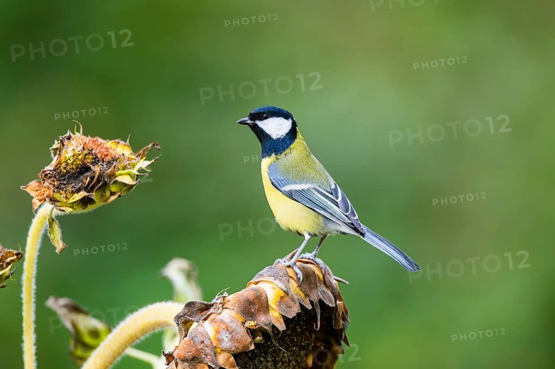 Great tit (Parus major) sitting on an old wrotten tree trunk at a swamp, Bavaria, Germany