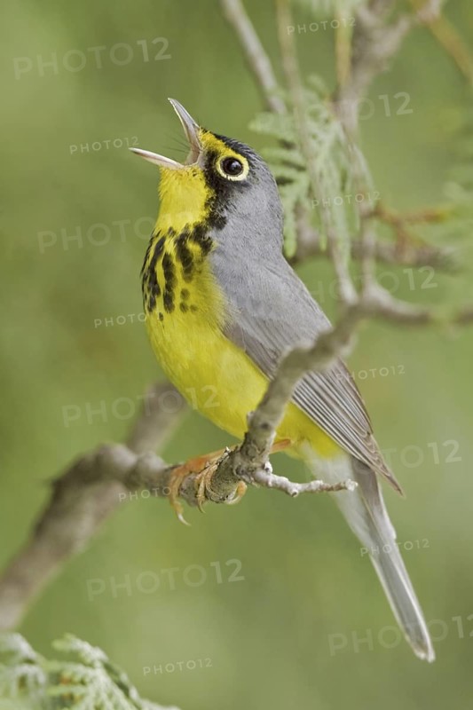 Canada Warbler (Cardellina canadensis) singing, Ontario, Canada