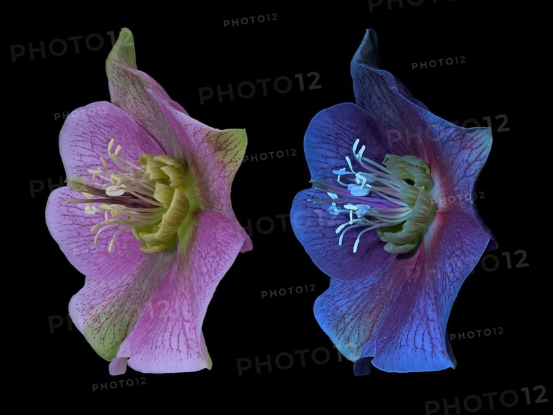 Lenzrose (Helleborus orientalis), Oriental hellebore, flower, UV light, Germany