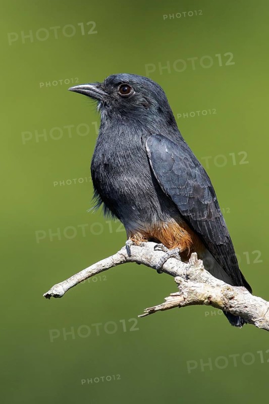 Swallow-winged Puffbird (Chelidoptera tenebrosa brasiliensis) perched on a branch in the Amazon of Brazil
