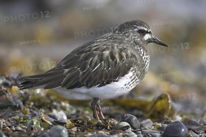 Black Turnstone (Arenaria melanocephala), British Columbia, Canada
