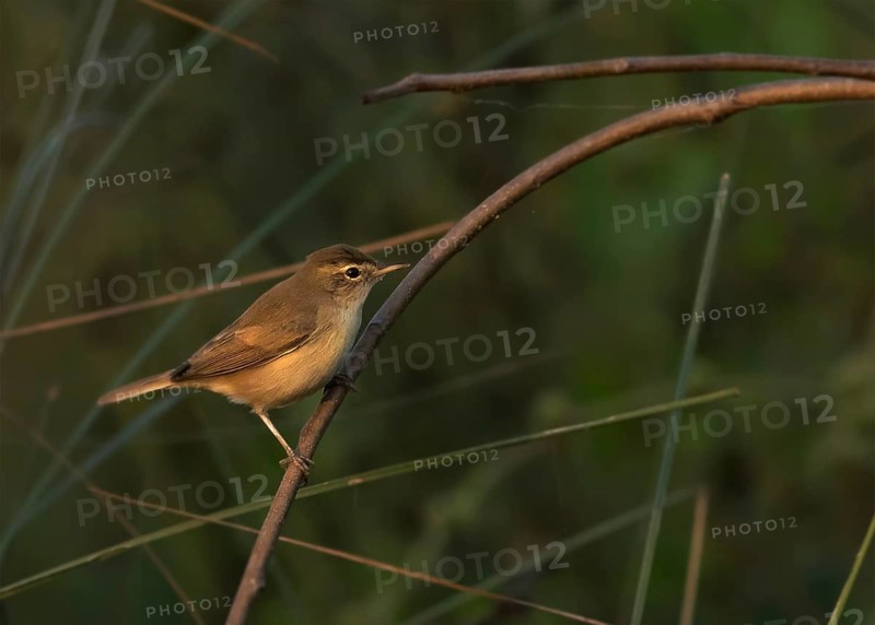 Paddyfield Warbler (Acrocephalus agricola), Darjeeling, India