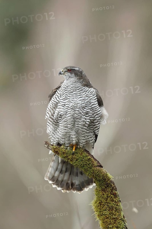 Northern Goshawk (Accipiter gentilis) female, Baden-Wuerttemberg, Germany