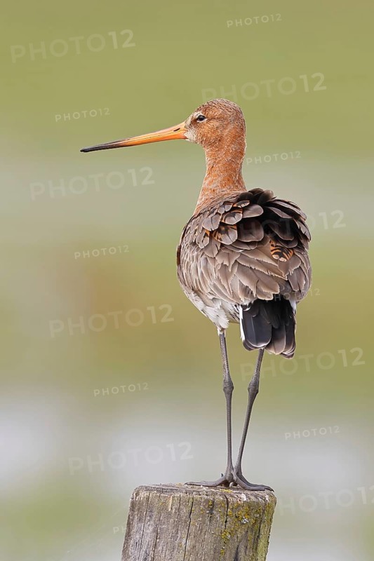 Black-tailed godwit (limosa limosa), on a perch, on a fence post, snipe birds, wildlife, nature photography, wet meadow, Ochsenmoor, Lake Dümmer, Lembruch, Lower Saxony, Germany