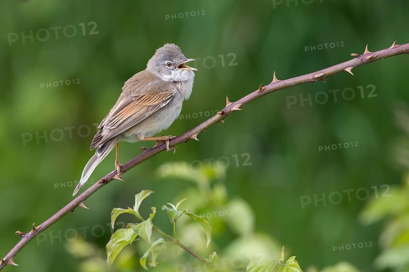 Common Whitethroat (Sylvia communis) male singing, perched on a twig, Poland