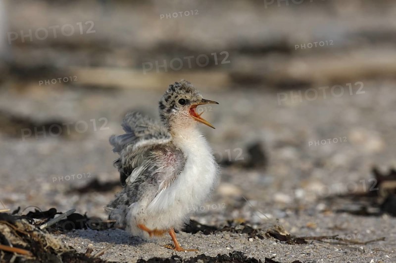Little Tern (Sternula albifrons) calling chick, Lower Saxony, Germany