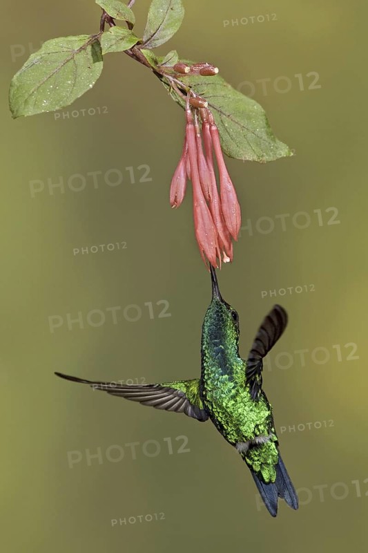 Western Emerald (Chlorostilbon melanorhynchus), Ecuador