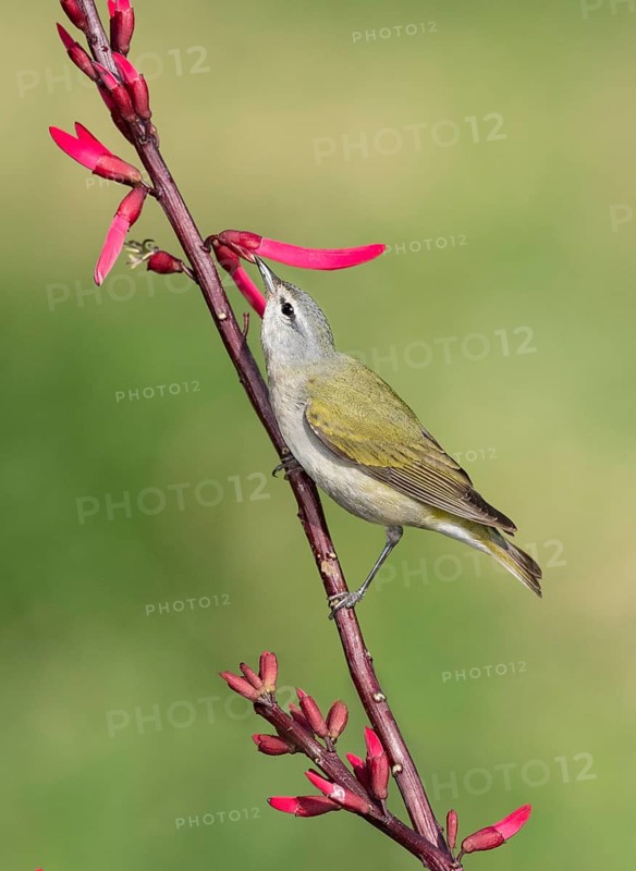 Tennessee Warbler (Leiothlypis peregrina) perched on a branch, Texas, USA