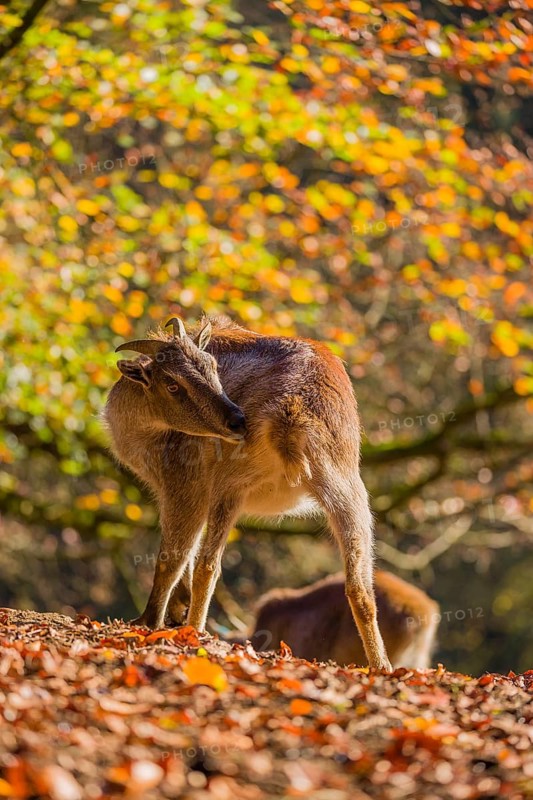 Two female Himalayan tahr (Hemitragus jemlahicus) are backlit in a forest. In the background is a dense autumn forest