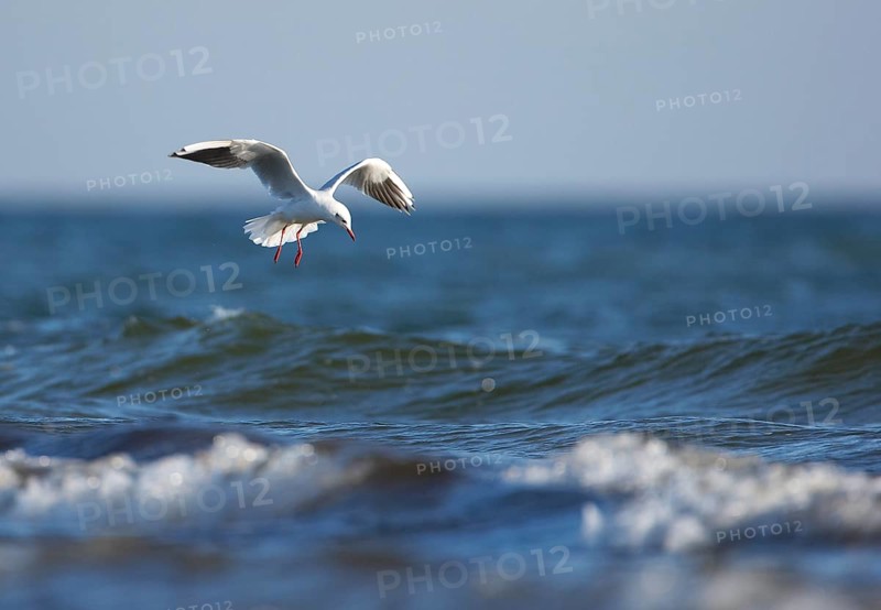 Black-headed Gull (Chroicocephalus ridibundus) flying, Mecklenburg-Western Pomerania, Germany