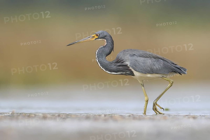 Tricolored Heron (Egretta tricolor), Florida, USA