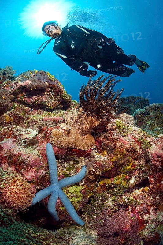 Diver looking at blue linckia (Linckia laevigata) crawling on coral block of stony coral Hard coral in intact coral reef, Pacific Ocean, Yap Island, Yap State, Caroline Islands, Federated States of Micronesia FSM, Australia