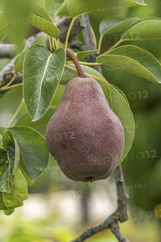 Pear (Pyrus communis 'Rote Williams Christ'), Bavarian Fruit Centre, Germany