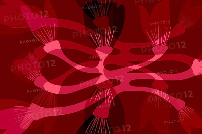 A complex design featuring abstract red floral shapes with overlapping details on a dark backdrop, ideal for backgrounds or creative projects