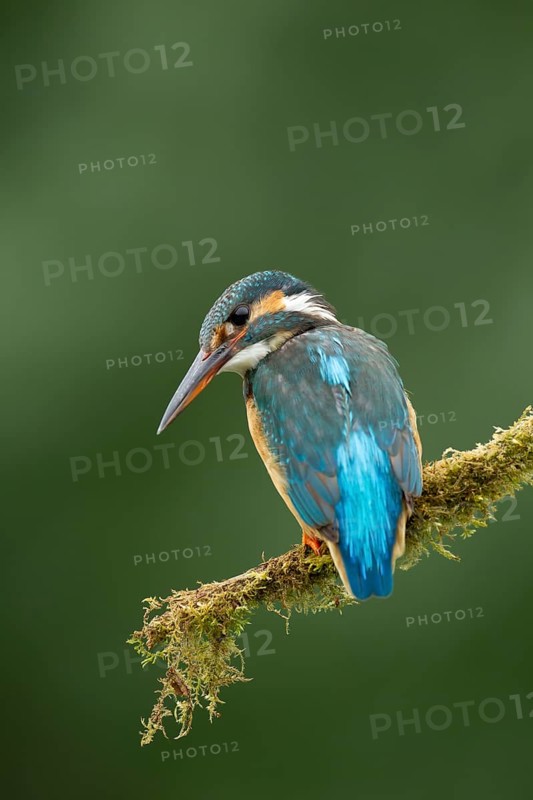 Common kingfisher (Alcedo atthis) adult female bird on a moss covered tree branch, England, United Kingdom