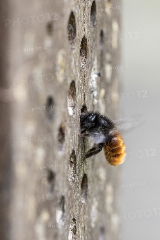 Hornfaced bee (Osmia cornuta), Emsland, Lower Saxony, Germany