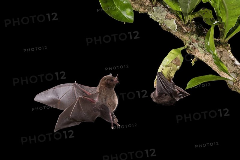 Pallas' Long-tongued Bats visit a Calabash gourd flower (Crescentia cujete) in Costa Rica