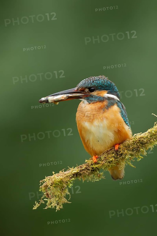 Common kingfisher (Alcedo atthis) adult female bird with a fish in its beak, Norfolk, England, United Kingdom