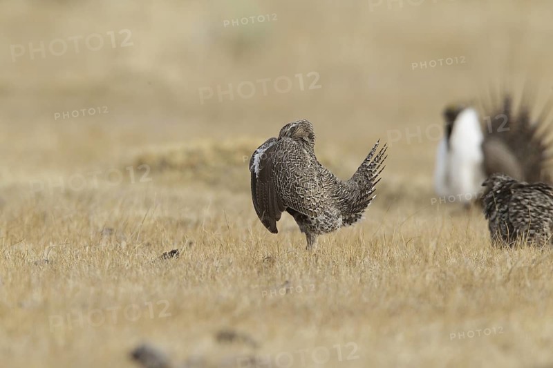 Sage Grouse (Centrocercus urophasianus) female mating, California, USA
