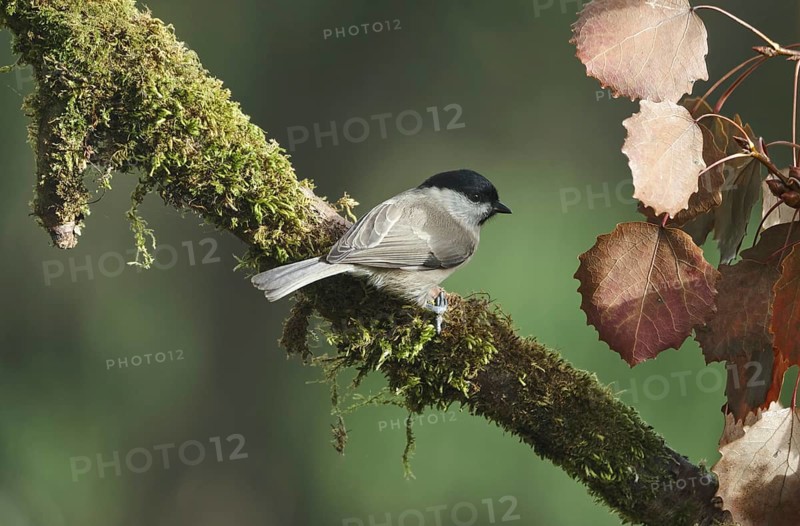 Marsh Tit (Poecile palustris), Castile-Leon, Spain