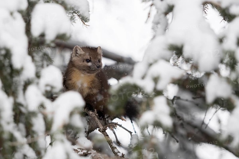 American Marten (Martes americana) climbing in tree, Yellowstone National Park, USA
