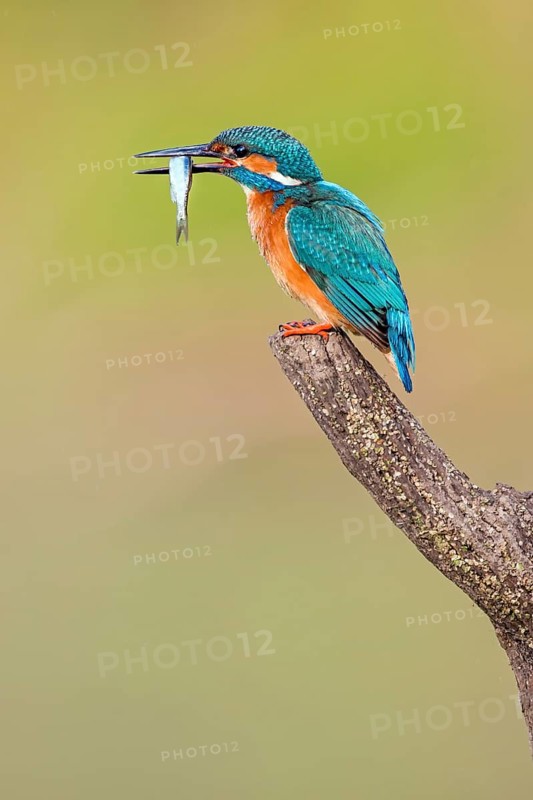Common Kingfisher (Alcedo atthis) male with fish in its beak, Saxony-Anhalt, Germany